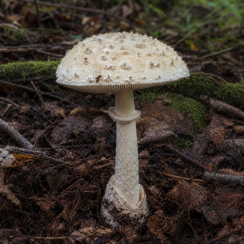 Illustrative pale mushroom with a ringed stem emerging from woodland leaf litter